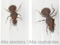 Atta cephalotes