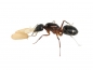 Camponotus barbaricus