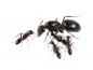 Camponotus aethiops