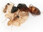 Camponotus atriceps