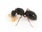 Camponotus friedae