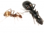 Camponotus jianghuaensis