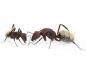 Camponotus storeatus