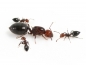 Crematogaster scutellaris