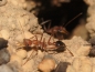 Myrmecia vindex