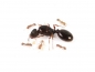 Tetramorium caespitum