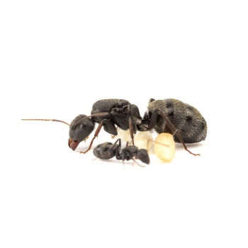 Camponotus grandidieri