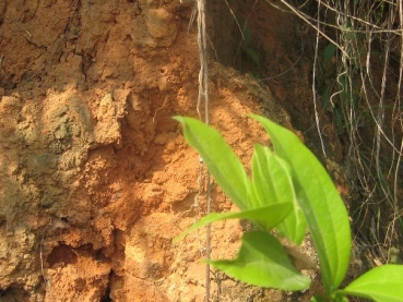 Camponotus cf. albosparsus