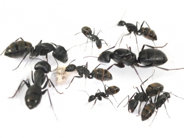 Camponotus japonicus