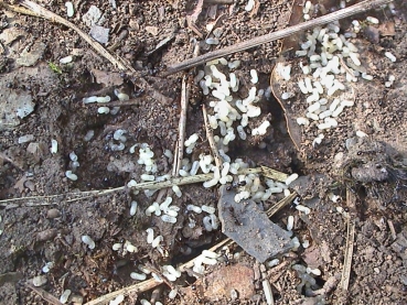 Tetramorium caespitum