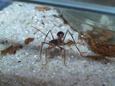 Myrmecia vindex