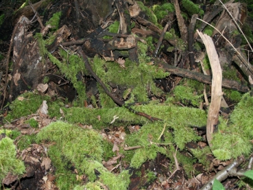 Formica (Serviformica) fusca