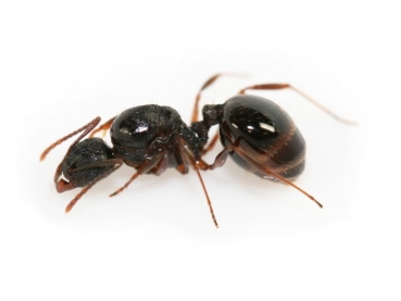 Aphaenogaster cf. picea