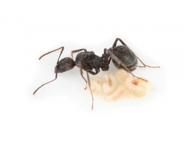 Aphaenogaster senilis