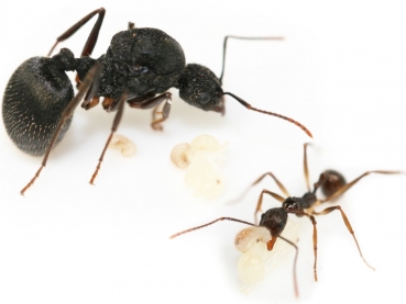 Aphaenogaster smythiesii