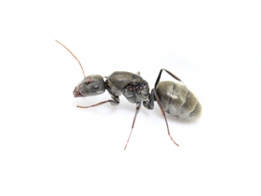 Camponotus  cf. spinolae