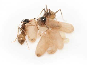 Camponotus atriceps