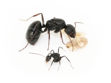 Camponotus cf. crassus