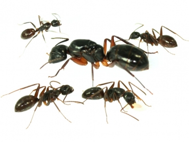 Camponotus kiusiuensis