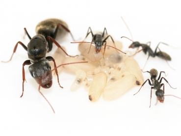 Camponotus cf. mus