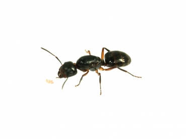 Camponotus nipponensis