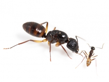 Camponotus cf. rufipes