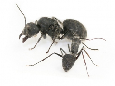 Camponotus selene