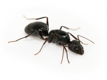 Camponotus jianghuaensis