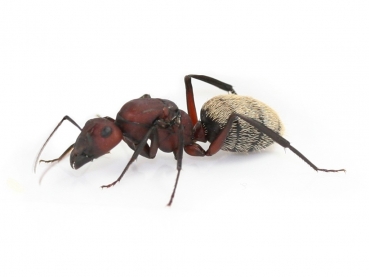 Camponotus storeatus