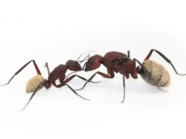 Camponotus storeatus