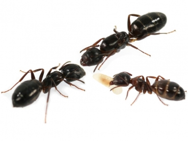 Camponotus vitiosus