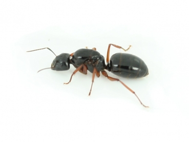 Camponotus tonkinus