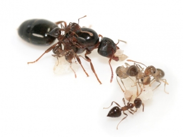 Crematogaster cf. sjostedti