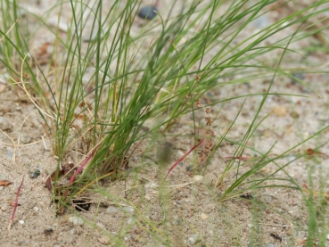 Formica (Serviformica) cinerea