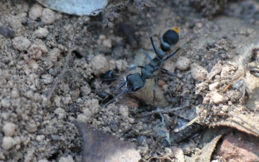 Myrmecia mandibularis