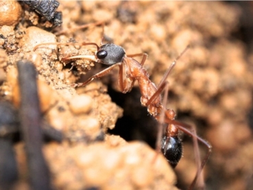 Myrmecia nigriceps