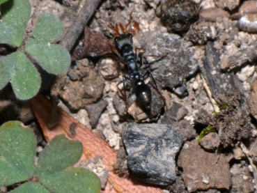 Myrmecia pilosula