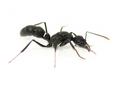 Neoponera cf. verenae - Pachycondyla cf. verenae