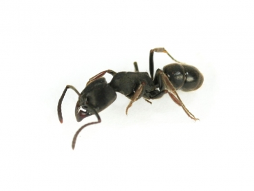 Ectomomyrmex javanus - Pachycondyla javana