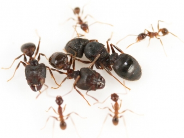 Pheidole capellinii