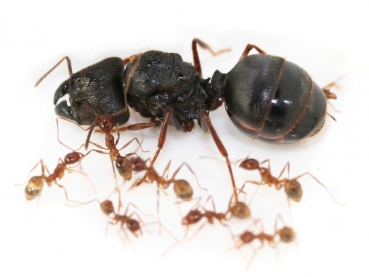 Pheidole sinica