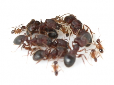 Pheidole spathifera