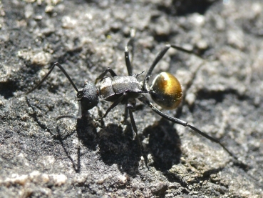 Polyrhachis ammon