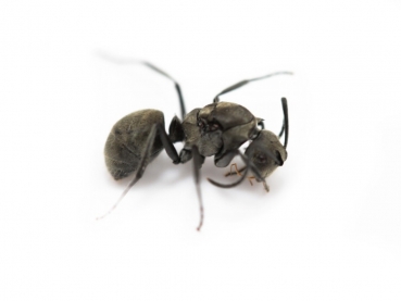 Polyrhachis proxima