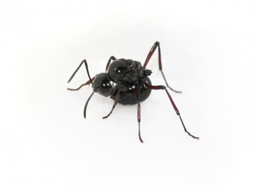 Polyrhachis rastellata