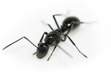 Polyrhachis shixingensis