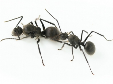 Polyrhachis spec.