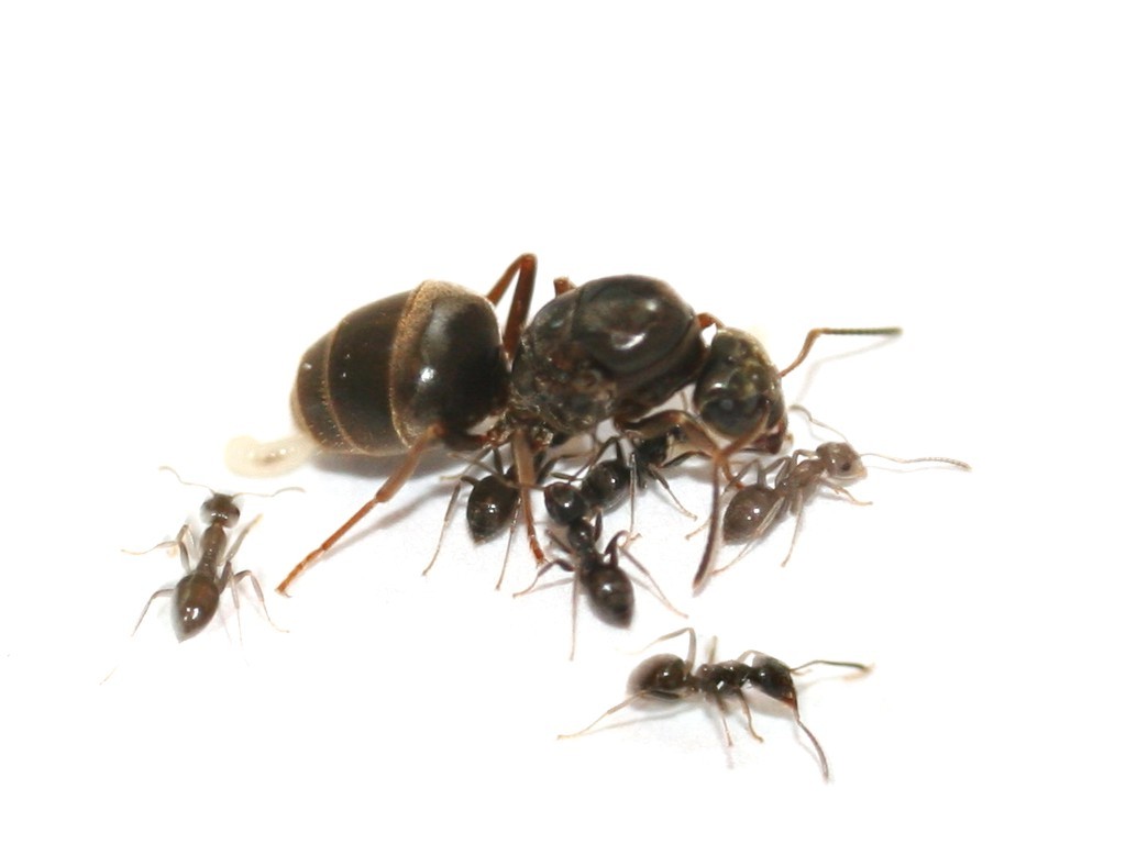 ANTSTORE - Ameisenshop - Ameisen kaufen - ANTCUBE - Rote Folie