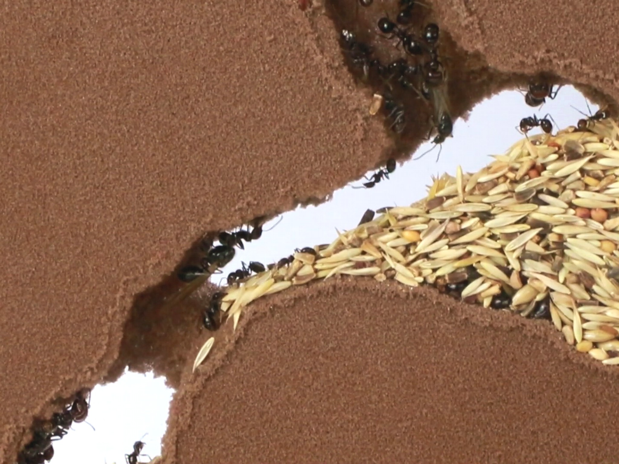 ANTSTORE - Ameisenshop - Ameisen kaufen - ANTCUBE - Rote Folie 20x20 -  selbstklebend