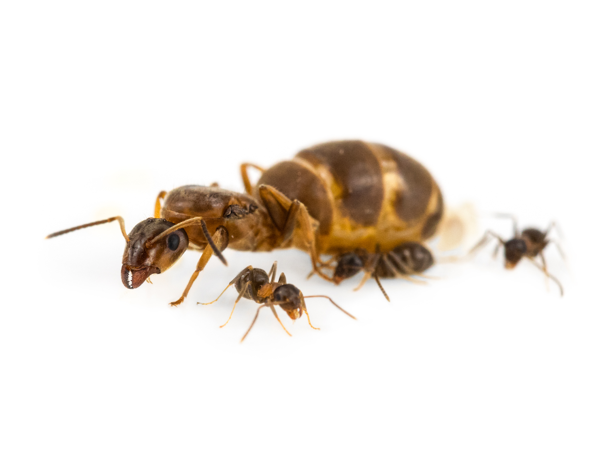 ANTSHOP - Switzerland - Ameisenshop - Ameisen kaufen - Lasius brunneus
